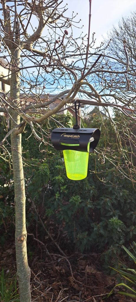 Campagne de prévention contre les frelons asiatiques